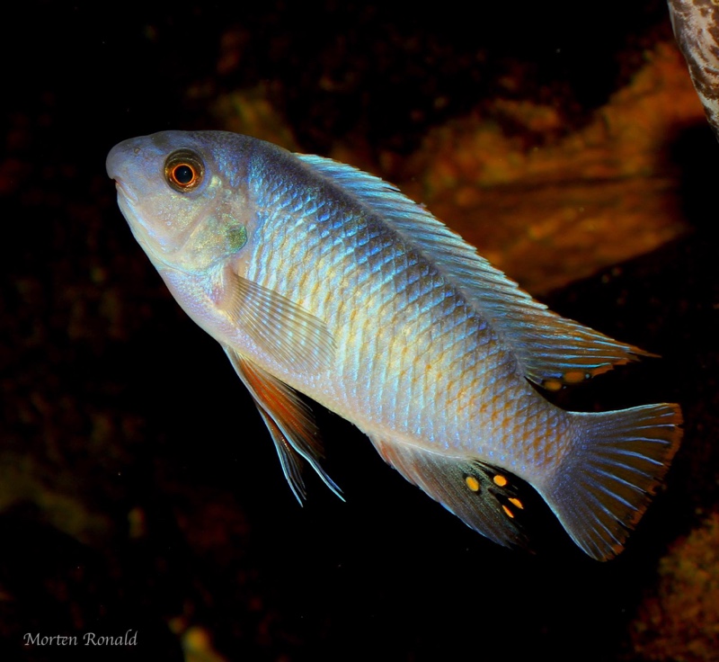 Labeotropheus fuelleborni 'Namalenje Island'